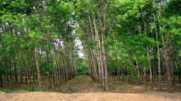 Tree Plantation