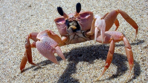 Ghost Crab