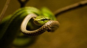 Green Mamba