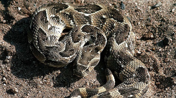 Puff Adder