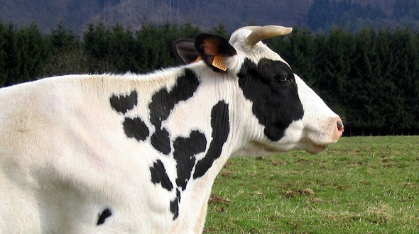 Cow