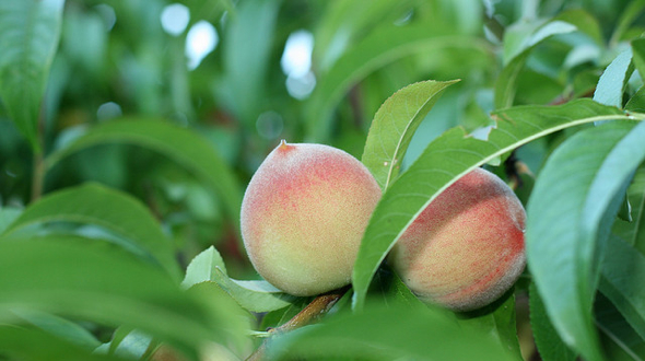 Peach Tree