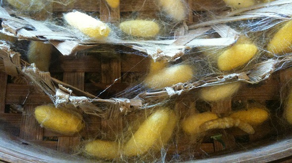 Silkworm cocoons - photo by Su Yin Khoo