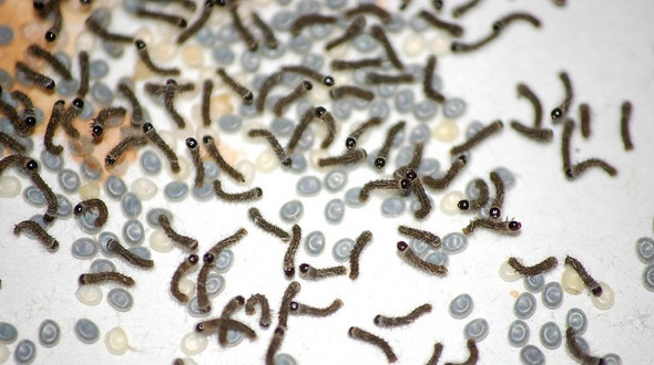 Silkworm eggs and newly hatched silkworms - photo by E_Bass