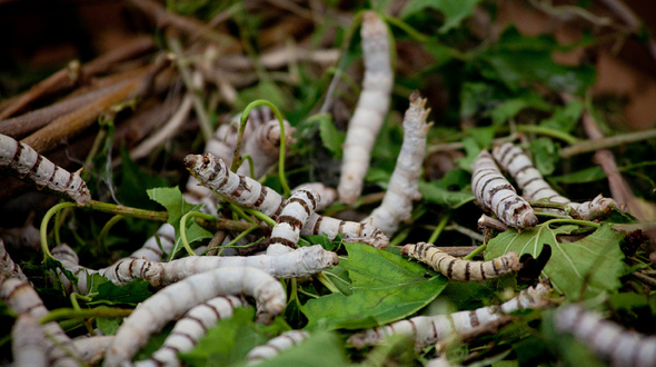 Silkworms - photo by Ed Schipul