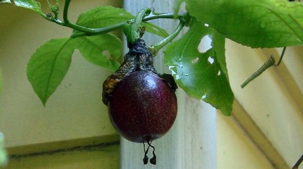 Purple Granadilla vine