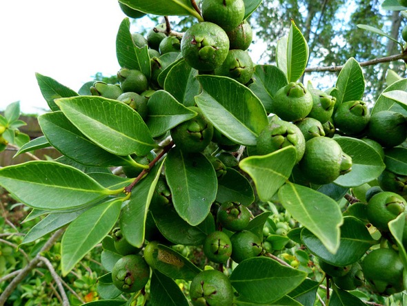 Guava tree