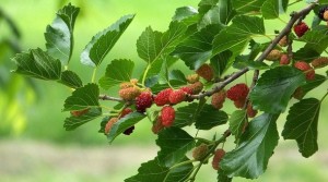 Mulberry tree