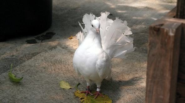 Fantail Pigeon - photo by awayukin