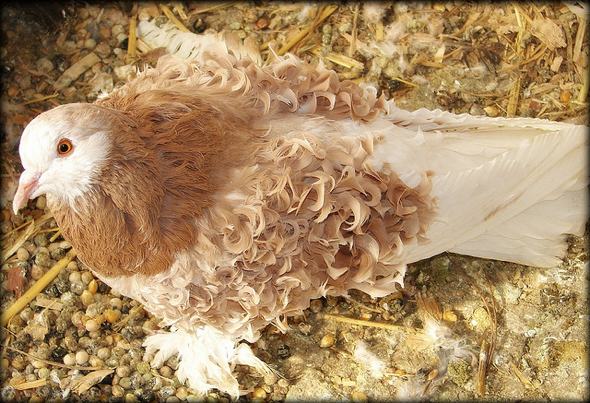 Frillback Pigeon - photo by Jennifer Graevell