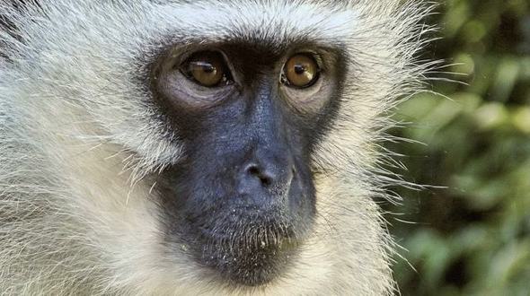 Vervet Monkey