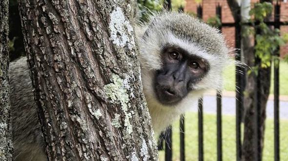 Vervet Monkey