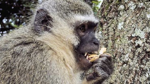 Vervet Monkey